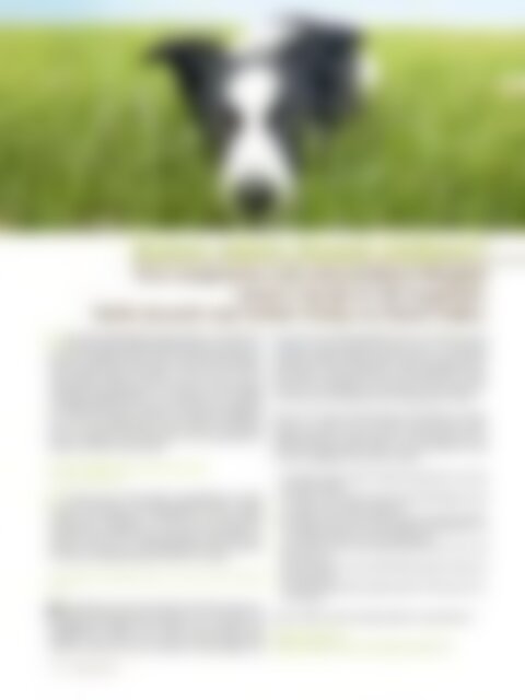 dog & sport Ausgabe 01/2013