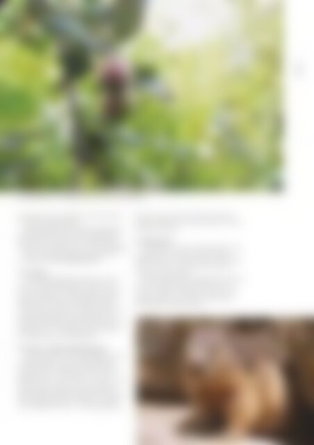 NATURZYT - Das Schweizer Naturmagazin Ausgabe April 2013