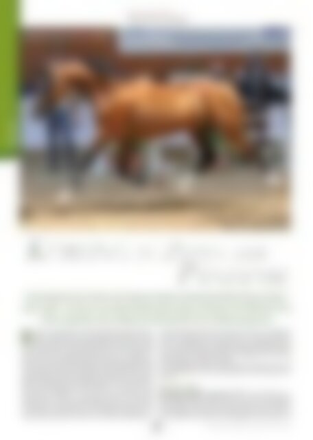 Arabische Pferde IN THE FOCUS Nr. 3-2020 (Vol. 23) - public