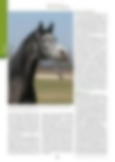 Arabische Pferde IN THE FOCUS 2/2022 (Vol. 30) - public
