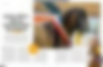 PFERD+SPORT 03/24 | Pferdestammbuch: Qualitätsvolle Vatertiere im Fokus